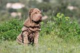 SHAR-PEI 401